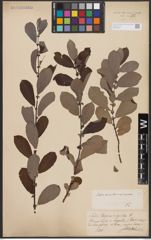 Salix aurita L. x Salix cinerea L.